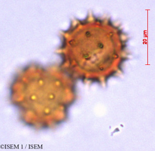 ISEM 1/Helichrysum_obconicum_29266/Helichrysum_obconicum_29266_0001(copy)_thumb.jpg